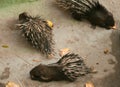 Porcupines Royalty Free Stock Photo