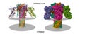 The pore structure of Clostridium perfringens epsilon toxin