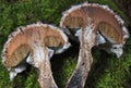 Pores and section details of a Strobilomyces strobilaceus mushroom. Royalty Free Stock Photo
