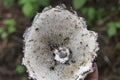 Pores and section details of a Strobilomyces strobilaceus mushroom. Royalty Free Stock Photo