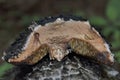 Pores and section details of a Strobilomyces strobilaceus mushroom. Royalty Free Stock Photo