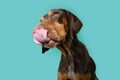 Porfile hungry vizsla puppy dog on summer or spring. Isolated on blue background