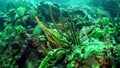 Porifera sea sponge slopes of underwater rocks of Lake Baikal.