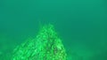 Porifera sea sponge slopes of underwater rocks of Lake Baikal.