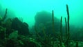 Porifera sea sponge slopes of underwater rocks of Lake Baikal.