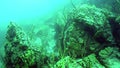 Porifera sea sponge slopes of underwater rocks of Lake Baikal.