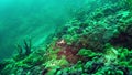 Porifera sea sponge slopes of underwater rocks of Lake Baikal.