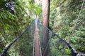 Poring Treetop Canopy Walk