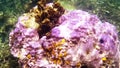 Porites coral with christmas tree worms