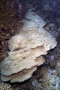 Porites lobata Royalty Free Stock Photo