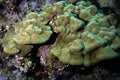 Porites lutea