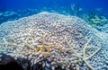 Porites porites, finger coral Royalty Free Stock Photo