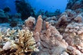 Porites solida and tropical reef in the Red Sea. Royalty Free Stock Photo
