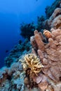 Porites solida and tropical reef in the Red Sea. Royalty Free Stock Photo