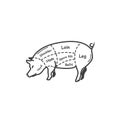 pork butcher cut chart. Vector illustration decorative design