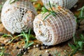 Pork rolls with spices and seasoning on old cutting board Royalty Free Stock Photo