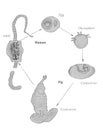 PorkÃÂ tapewormÃÂ (Taenia solium) life cycle. Hand drawing image.