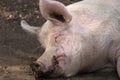 Porker sleeping in the mud Royalty Free Stock Photo