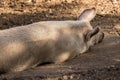 Porker sleeping in the mud Royalty Free Stock Photo
