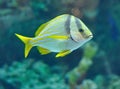 Porkfish grants Royalty Free Stock Photo