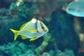 Porkfish grants Royalty Free Stock Photo