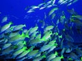 Porkfish at Sea of Cortez near Cabo San Lucas Royalty Free Stock Photo