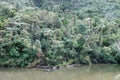 Rainforest at Pororai River track near Punakaiki on West Coast, New Zealand Royalty Free Stock Photo