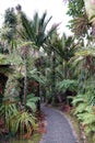 Pororai River track near Punakaiki on West Coast, New Zealand Royalty Free Stock Photo