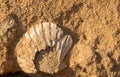 Porous sandstone forms a brown background into which a broken scallop is baked