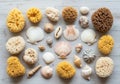 Porous textures, while the shells include cowries, conchs, and Royalty Free Stock Photo