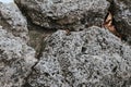 Porous volcanic rocks background