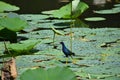 Porphyrio martinicus or purple gallinule bird in Trinidad Royalty Free Stock Photo