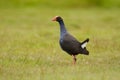 Porphyrio porphyrio melanotus - Pukeko New Zealand, Australia Royalty Free Stock Photo