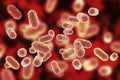 Porphyromonas gingivalis bacteria