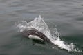 Porpoise breaching ocean