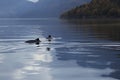 Porpoises in the fjord Royalty Free Stock Photo