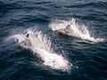 Porpoises swimming