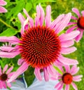 Porpur-Sonnenhut or more commonly known as Purple Coneflower Royalty Free Stock Photo