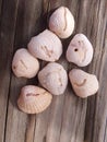 Port Aransas seashells