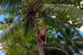 Port Barton, Philippines - 25 Nov 2018: Coco climber picks up coconuts from palm tree. Coco climbing man at work