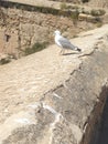 Port and city in Spain, seagull ready for flying Royalty Free Stock Photo