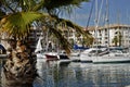 Port de Frejus and tree palm Royalty Free Stock Photo