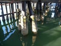 Port deck on old wooden pillars from bellow