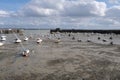 Port of Granville at low tide in Normandy