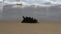 Port Jackson shark egg on sand at the beach Royalty Free Stock Photo