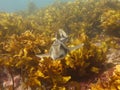 Port Jackson shark Royalty Free Stock Photo