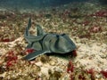 Port Jackson shark Royalty Free Stock Photo