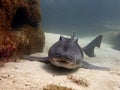 Port Jackson shark Royalty Free Stock Photo