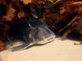 Port Jackson shark Royalty Free Stock Photo