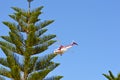 Firefighting helicopters drawing water from the local pond in Port Kennedy WA to fight a